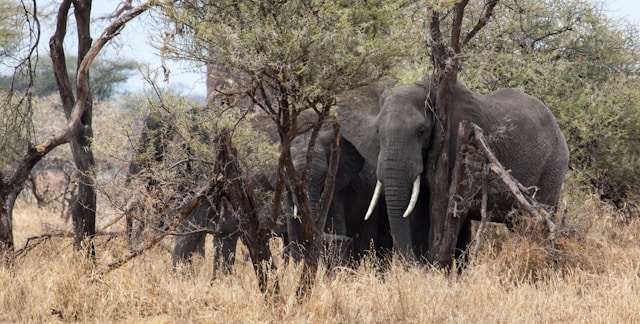 5 Day Tarangire, Serengeti & Ngorongoro Safari